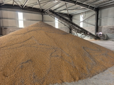 夏津：搭建“抢收+抢烘”服务网，全力守护农民“粮袋子”