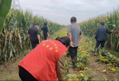 陵城临齐街道：秋收一线党旗红 助农抢收解民忧