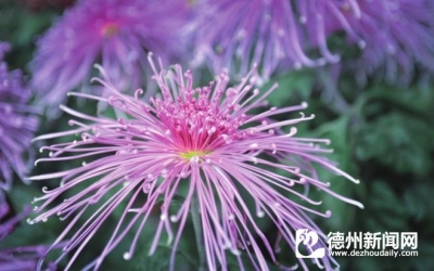 诗｜于占德：寒露咏菊