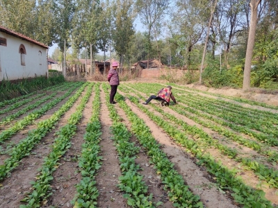 恩城镇：“爱心菜园”暖民心
