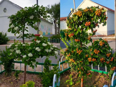 【乡村振兴在行动】归园田居  果香前侯