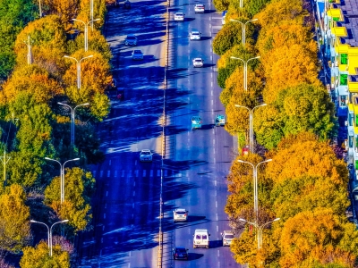 乐陵：深秋染彩 小城尽披 “黄金衣”​