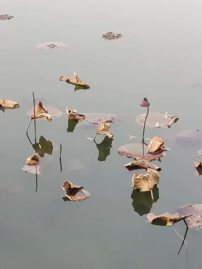 散文诗｜王书生：静待雪