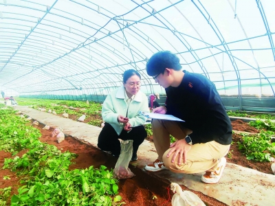 乐陵：省科技特派员助力，马铃薯亩产超4000公斤