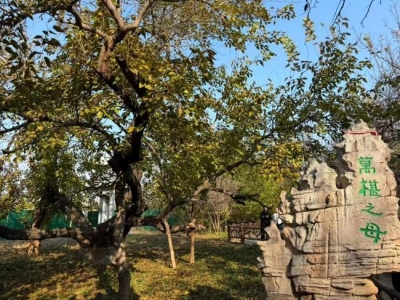 沿着黄河遇见海 | 一棵古桑树展现百种“新模样”