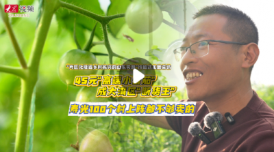 片区化推进乡村振兴的山东实践丨45元“高端小番茄”成大湾区“断货王”，寿光100个村上阵都不够卖的