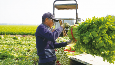 齐河仁里集镇大田村：集体经济活起来 村民腰包鼓起来
