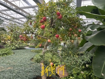 从一颗籽到一盆景、一条链，枣庄峄城石榴的奇异“裂变”