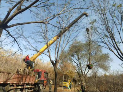 德州园林：三举措推动城市绿化“生态焕新”