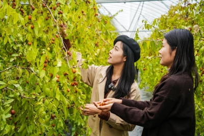 “三季有叶 四季有枣”  | 乐陵：小枣新品“傲雪”立冬飘香