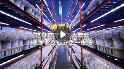 片区化推进乡村振兴的山东实践丨真香！这朵菇带动千人就业，拿下北京四分之一市场