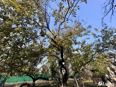 行进中国丨古河道里的绿色奇迹