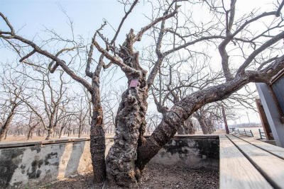 诗 | 王洪君：乐陵采风七首