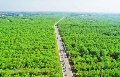 乐陵发力源头治理、智慧赋能、农业治污—— 和美乡村绽新颜