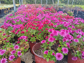 德州园林：秋季养护好时节  绿地恢复“焕新颜”