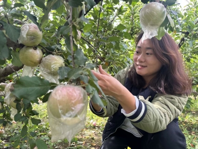 常家镇：苹果丰收采摘忙