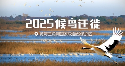 2025候鸟迁徙央视《新闻直播间》关注山东：黄河口湿地候鸟的幸福家园