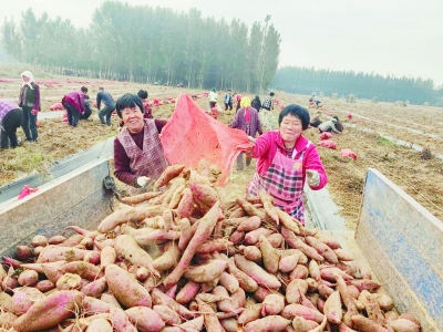 乐陵西段乡：小酸枣带来甜日子      