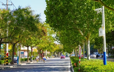 德州市区加快推进城市绿地透光透景透气工作 | 疏绿透美  城市景如画