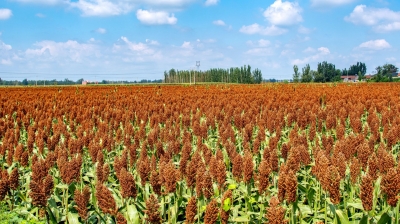 诗｜王玉芹：七绝 · 年末感怀