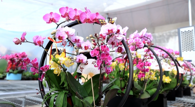 年宵花经济绽放乡村振兴活力 | 前曹镇3万株蝴蝶兰“备战”元旦