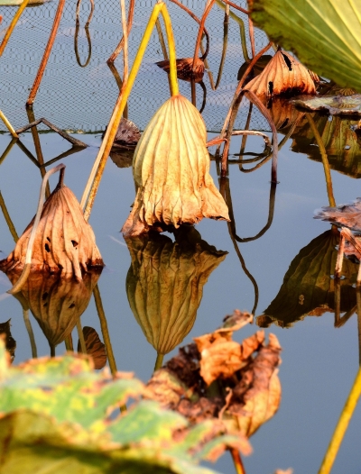散文 | 李凤林：荷残藕肥正当时