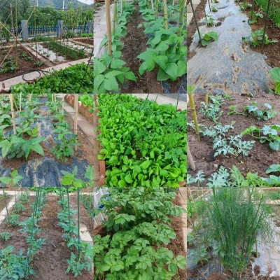 诗｜包芳运：绿色小家园（外五首）