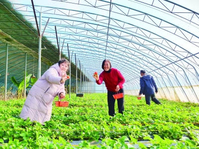 乐陵丁坞镇王春华夫妇返乡创业，种的有机草莓西红柿真的很好吃