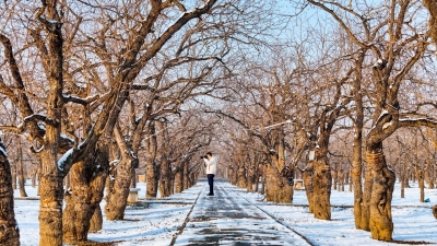诗｜张玲：初雪（外一首）