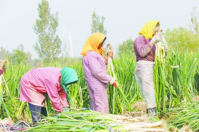 常家镇胡店村：种植优质大葱拓宽致富路