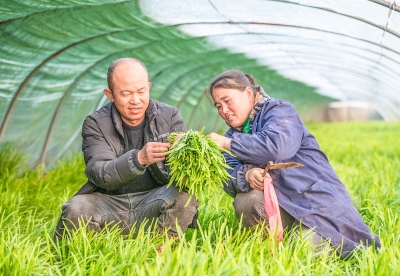 德报读图 | 武城孙庆永：精耕一垄菜  稳种百亩粮
