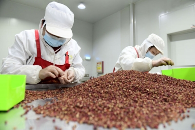 新华社刊发，高清大图 | 乐陵杨安：一个有“味道”的小镇