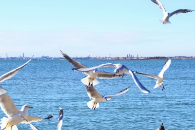 诗｜陆永先：元旦抒怀（外二首）