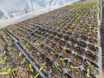 德州园林：抢抓冬育黄金期，7万株草花破土出苗