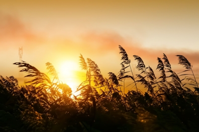 诗｜梅影：冬日里的芦苇荡