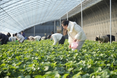 李艳的“莓”好心愿