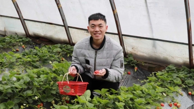 徐园子乡：草莓大棚结出“致富果”