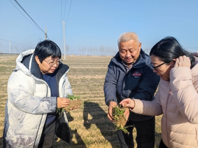 “大冬天，别浇地了！” 德州市农科院专家田间指导冬季农业生产