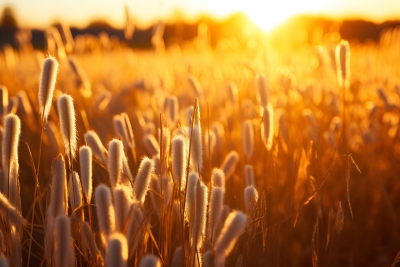 散文｜董雯：戏台春秋  人间烟火