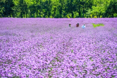 诗｜张玲：2026年迎新春朗诵会