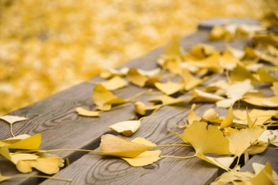 散文｜因心：屏幕——记母亲离世前后