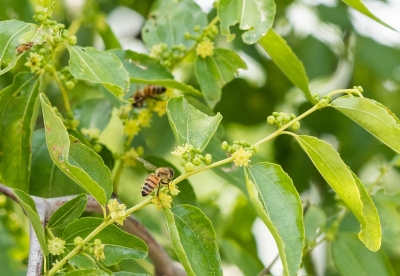 散文｜李圣杰：心若花开  四季芳华