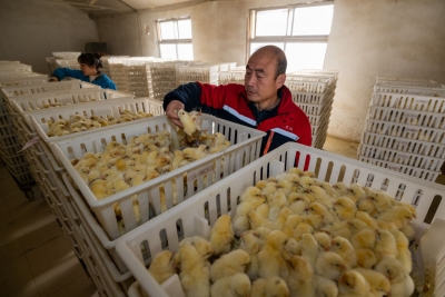 走在前 挑大梁 ·片区化推进乡村振兴的山东实践 | 陵城区神头镇：“智圣”故里铺展乡村和美画卷