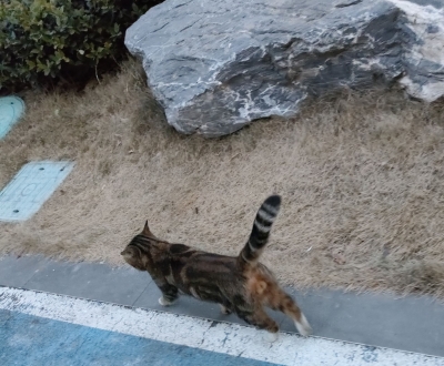 散文｜杨秀莉：猫咪趣谈