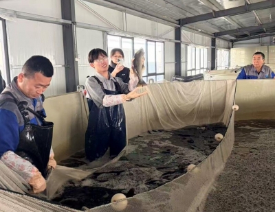 东北梭鲈在德州市养殖成功