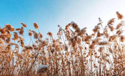 诗 · 视频｜雪梦：冬日落影