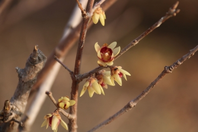 腊梅≠梅花，90%的人都认错了！快来德州月湖公园涨知识
