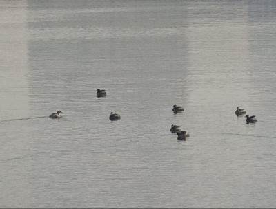 “湖面游客”再添新成员！ 快来德州新湖景区赏玩
