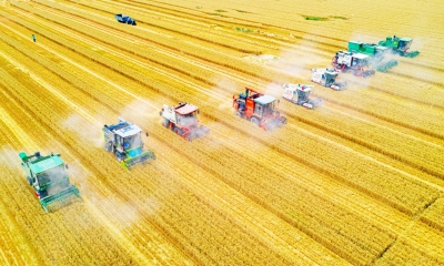 德平镇碱场李村土地上做文章：治碱增产 田美村净