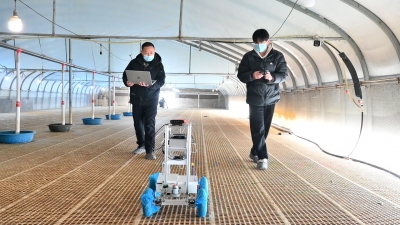 新春走基层 | AI算法成了“养鹅管家”